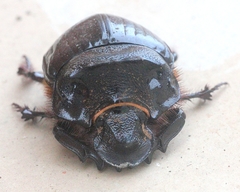 Heliocopris bucephalus