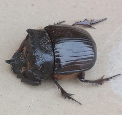 Heliocopris bucephalus