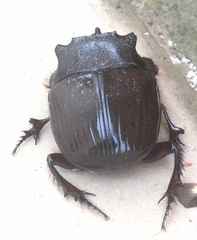 Heliocopris bucephalus