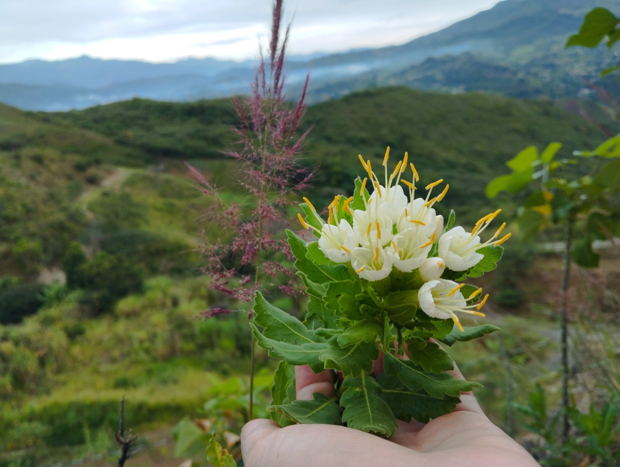 Cantua image
