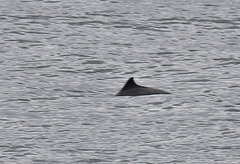 Phocoena phocoena vomerina
