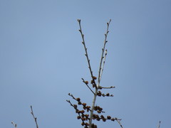 Ulmus × intermedia
