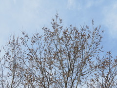 Ulmus × intermedia