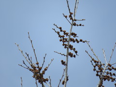 Ulmus × intermedia