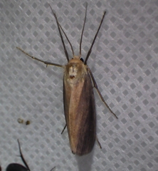 Rupela