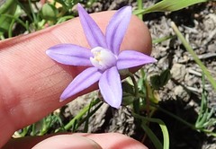 Brodiaea stellaris