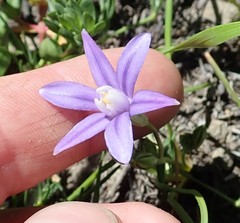 Brodiaea stellaris