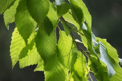 Carpinus tschonoskii