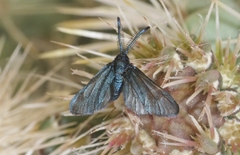 Triprocris smithsoniana