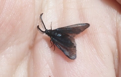 Triprocris smithsoniana