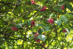 Weigela floribunda