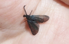 Triprocris smithsoniana