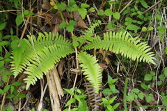 Struthiopteris niponica