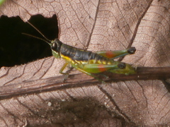 Liebermannacris dorsualis