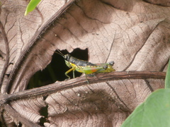 Liebermannacris dorsualis