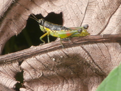 Liebermannacris dorsualis