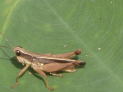 Orphulella concinnula