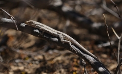 Urosaurus graciosus