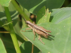 Orphulella concinnula