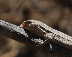 Urosaurus graciosus