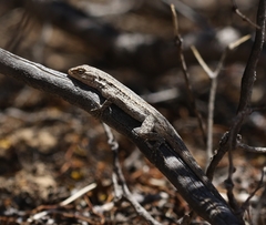 Urosaurus graciosus