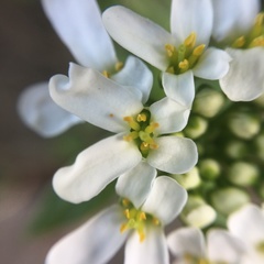 Iberis