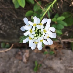 Iberis