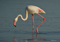 Phoenicopterus roseus