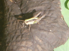 Orphulella concinnula