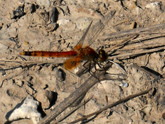 Erythrodiplax corallina