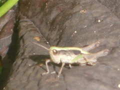 Orphulella concinnula