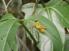 Ommatolampis perspicillata