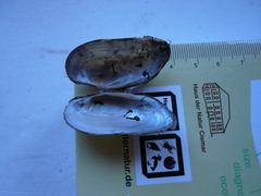 Unio elongatulus