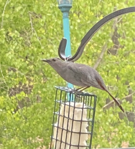 Gray Catbird photographed in New York