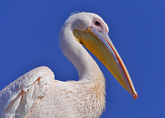 Pelecanus onocrotalus