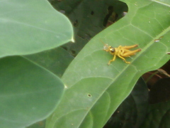 Ommatolampis perspicillata