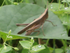 Phaeoparia lineaalba