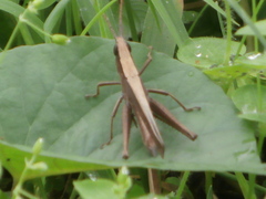 Phaeoparia lineaalba