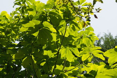 Magnolia obovata