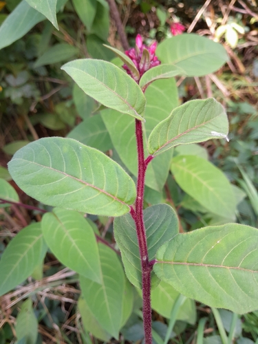 Image of Cestrum fasciculatum by no rights reserved