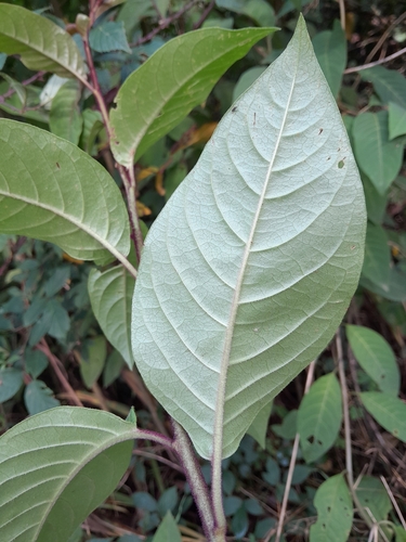 Image of Cestrum fasciculatum by no rights reserved