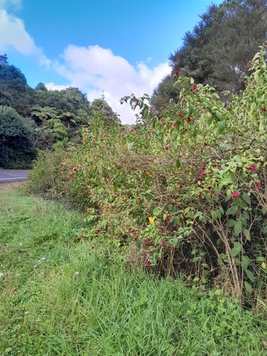 Image of Cestrum fasciculatum by no rights reserved
