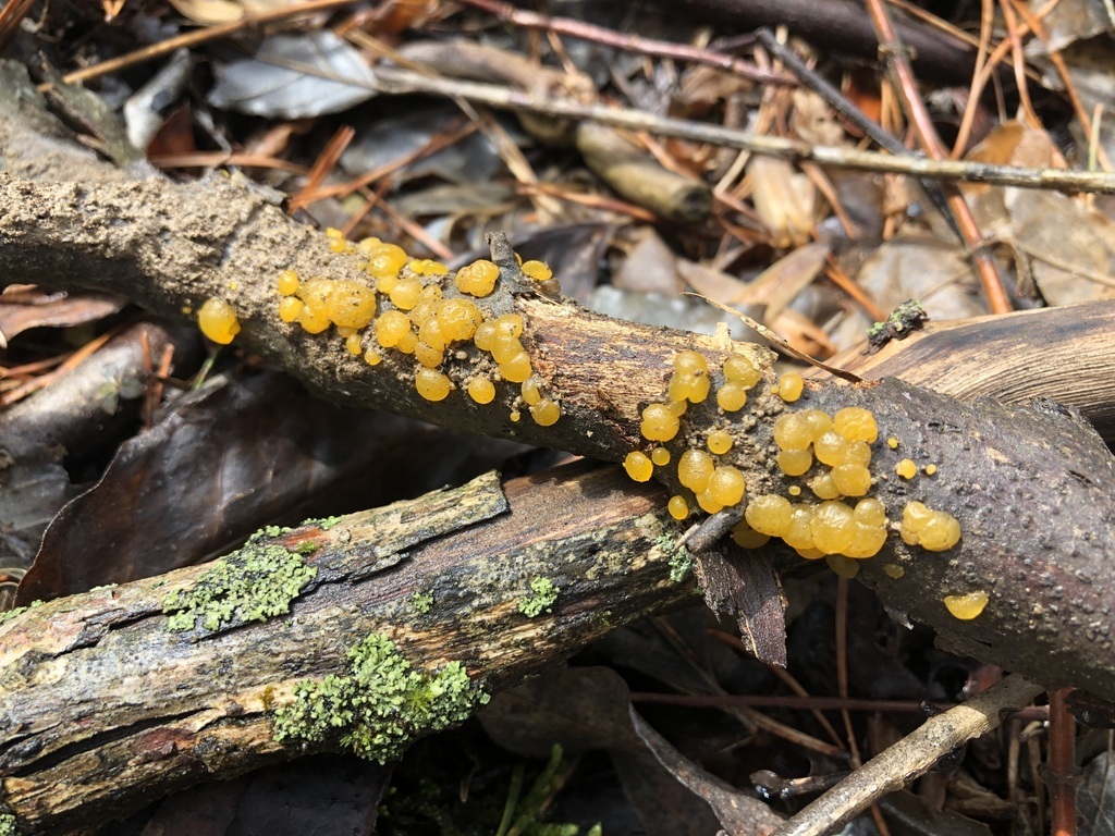 Dacrymyces sp. 'IN03'