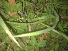 Echinochloa colona