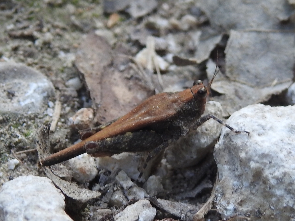 Timoritettix platynotus (Timoritettix platynotus)