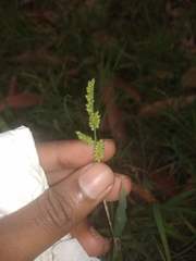 Echinochloa colona