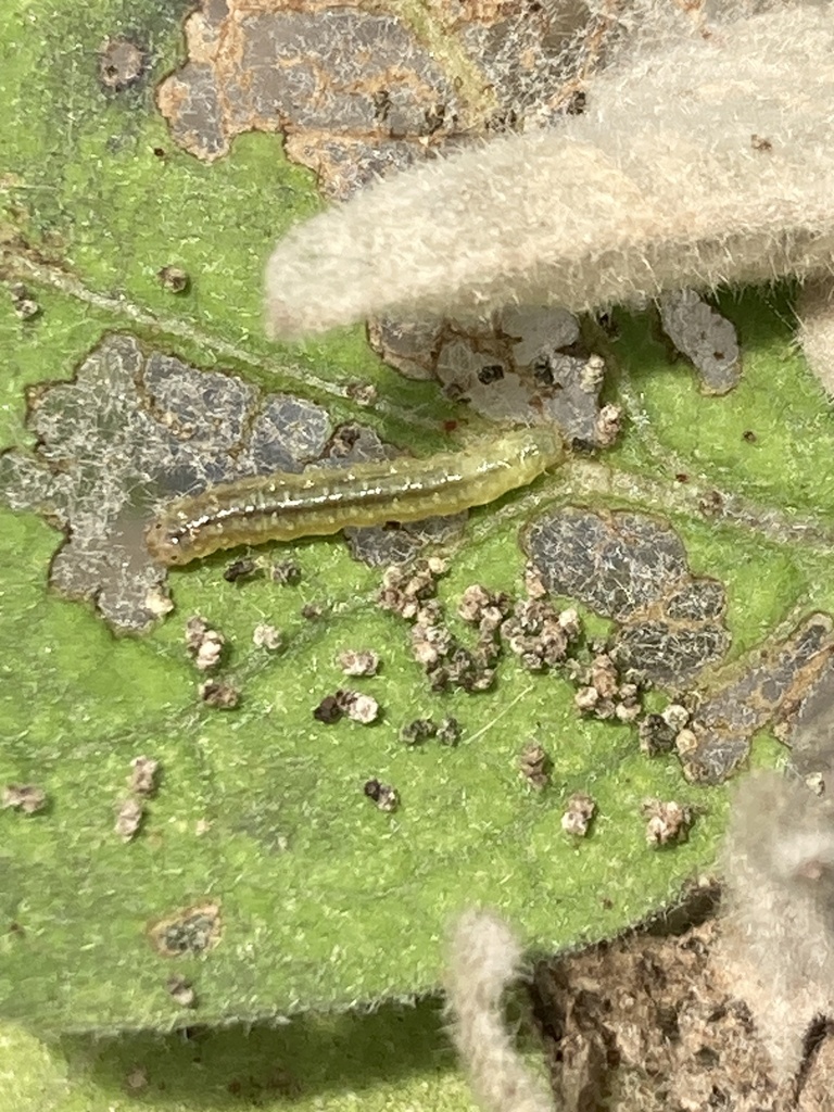 Hibiscus Sawfly from The University of Texas at Arlington, Arlington ...