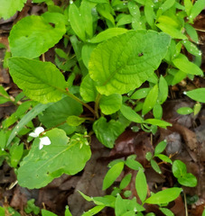 Viola primulifolia