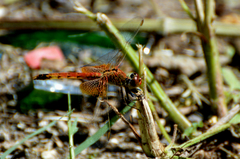 Erythrodiplax corallina