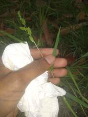 Echinochloa colona